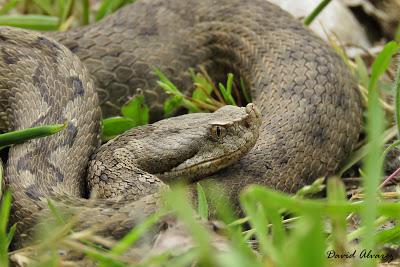 Víboras mediterráneas (hocicuda y áspid), zonas de contacto e hibridación Víboras mediterráneas (hocicuda y áspid), zonas de contacto e hibridación
