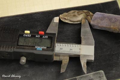 Víboras mediterráneas (hocicuda y áspid), zonas de contacto e hibridación Víboras mediterráneas (hocicuda y áspid), zonas de contacto e hibridación