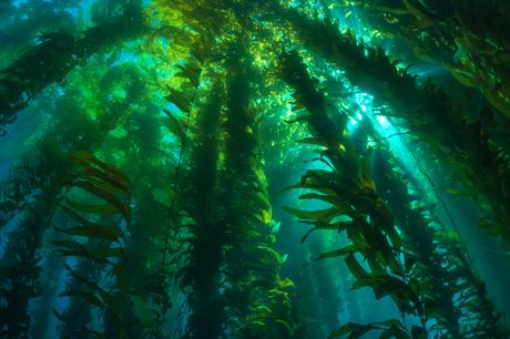 Kelp: algas con muchas propiedades