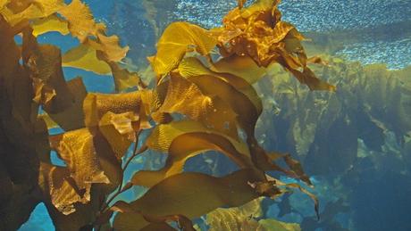 Kelp: algas con muchas propiedades