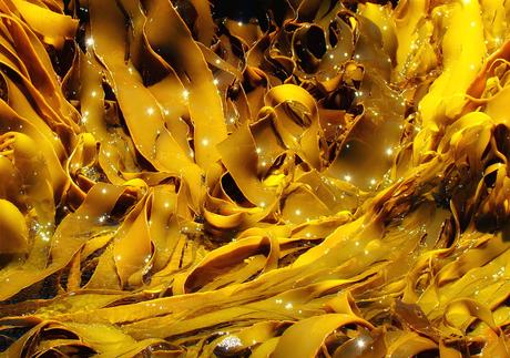 Kelp: algas con muchas propiedades