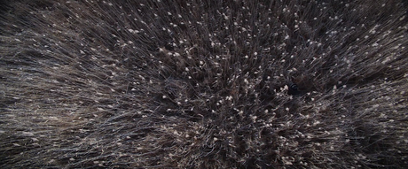 Brimstone - 2016 Brimstone - 2016