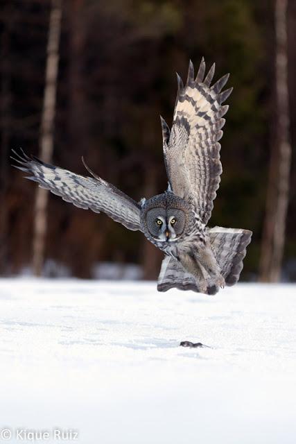 Mis diez mejores fotografías de fauna