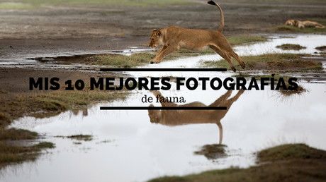 Mis diez mejores fotografías de fauna