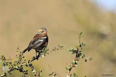 Monterita canela (Poospiza ornata) Monterita canela (Poospiza ornata)
