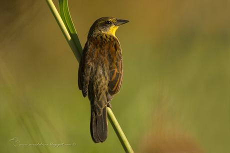 Varillero negro (Unicolored Blackbird) Agelasticus cyanopus