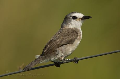 Lavandera (White-headed marsh-Tyrant) Arundinicola leucocephala