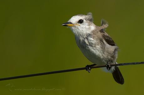 Lavandera (White-headed marsh-Tyrant) Arundinicola leucocephala