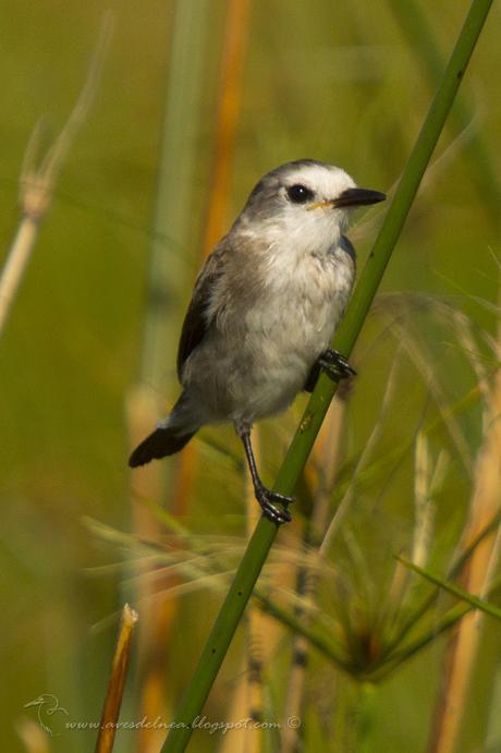 Lavandera (White-headed marsh-Tyrant) Arundinicola leucocephala