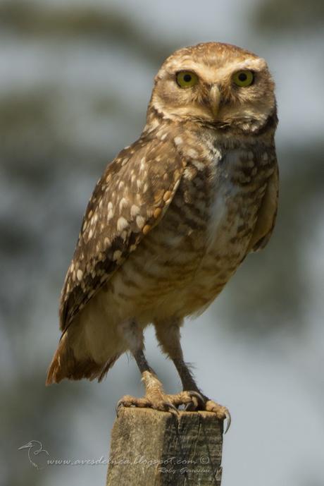 Lechucita vizcachera (Burrowing Owl) Athene cunicularia