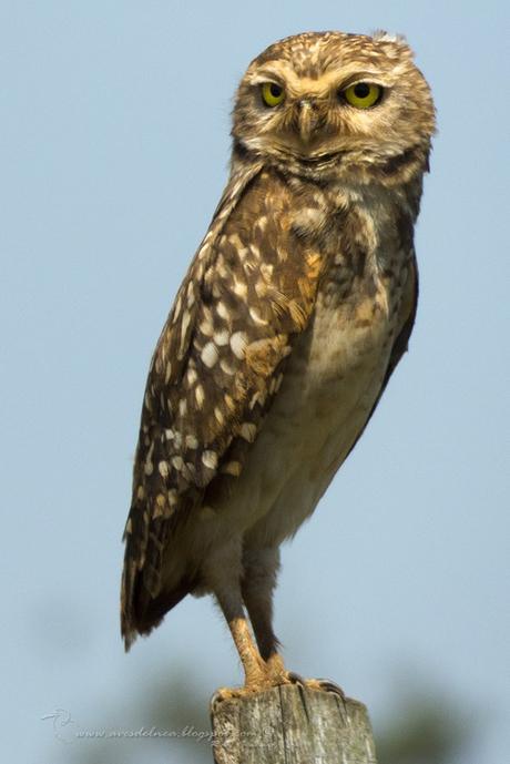 Lechucita vizcachera (Burrowing Owl) Athene cunicularia