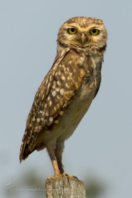 Lechucita vizcachera (Burrowing Owl) Athene cunicularia