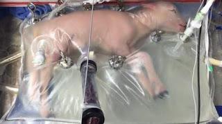 Evolución y tecnología Evolución y tecnología