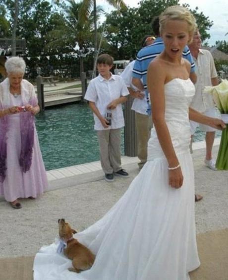 19 Divertidas fotos de bodas que NO fueron planeadas… 19 Divertidas fotos de bodas que NO fueron planeadas…