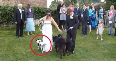 19 Divertidas fotos de bodas que NO fueron planeadas… 19 Divertidas fotos de bodas que NO fueron planeadas…