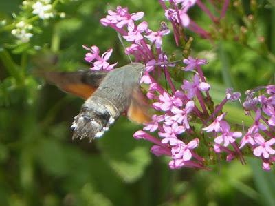 ¿Colibríes en Gozón? ¿Colibríes en Gozón?