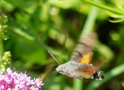 ¿Colibríes en Gozón? ¿Colibríes en Gozón?