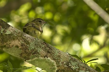 Mosqueta común (Mottled-cheeked Tyrannulet) Phylloscartes ventralis