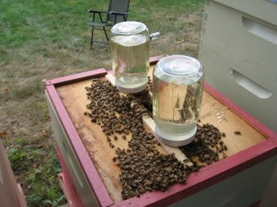 ALIMENTACIÓN O NUTRICIÓN??? MANEJO DE LA COLMENA - FOOD OR NUTRITION ??? IN THE BEEHIVE MANAGEMENT.