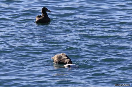 Petreles comiendo un pingüino