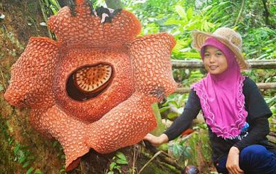 La Rafflesia Arnoldii