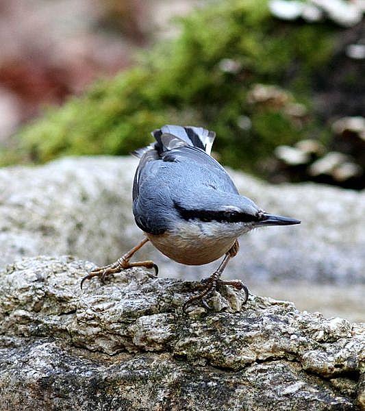 elves of the forest birds-aves los duendes del bosque de Orgi