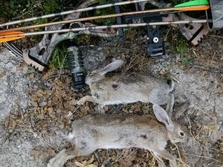 Puntas blunt, riesgos innecesarios, no gracias. Puntas blunt, riesgos innecesarios, no gracias.