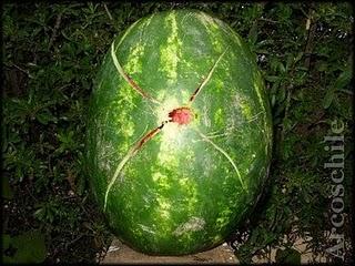 Puntas blunt, riesgos innecesarios, no gracias. Puntas blunt, riesgos innecesarios, no gracias.