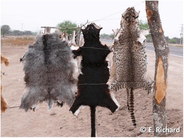 Gato del monte, Leopardus geoffroyi (d´Orbigny & Gervais)... Gato del monte, Leopardus geoffroyi (d´Orbigny & Gervais)...