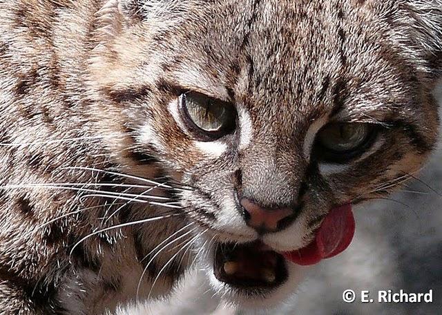 Gato del monte, Leopardus geoffroyi (d´Orbigny & Gervais)... Gato del monte, Leopardus geoffroyi (d´Orbigny & Gervais)...