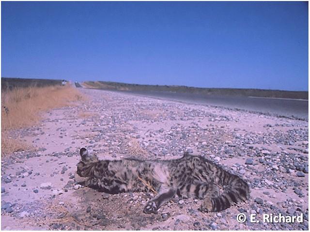 Gato del monte, Leopardus geoffroyi (d´Orbigny & Gervais)... Gato del monte, Leopardus geoffroyi (d´Orbigny & Gervais)...