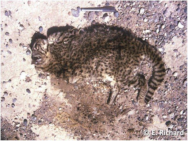 Gato del monte, Leopardus geoffroyi (d´Orbigny & Gervais)... Gato del monte, Leopardus geoffroyi (d´Orbigny & Gervais)...