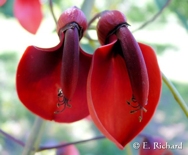 Galería de fotos: Erythrina crista-galli…ceibo, flor nacional argentina