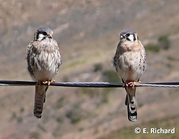PORTFOLIO: Falco sparverius...Kili Kili... Falconidae
