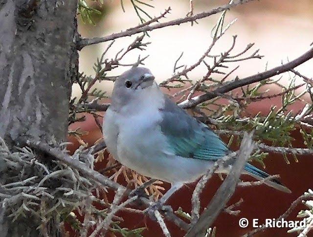 PORTFOLIO: Thraupis sayaca... Sayubu azul (Thraupidae) PORTFOLIO: Thraupis sayaca... Sayubu azul (Thraupidae)