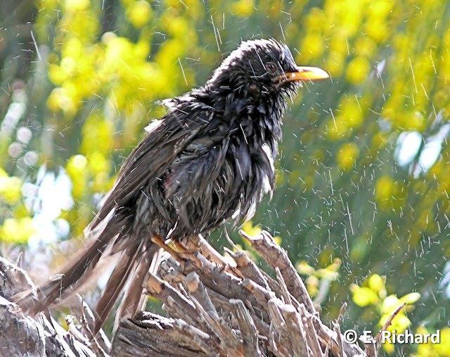 PORTFOLIO: Turdus serranus... (Turdidae)