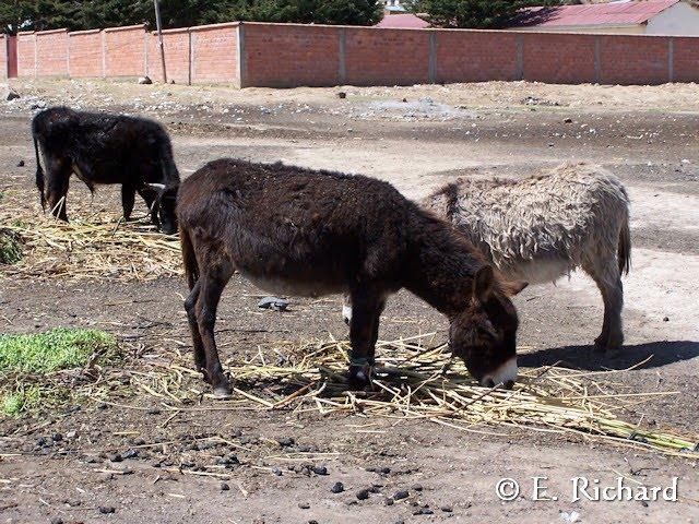 CRÓNICA DE UNA MUERTE ANUNCIADA.III. La maravillosa esponja endémica del Lago Titikaka: Balliviaspongia wirrmanni Boury-Esnault y Volkmer Rivero 1991. CRÓNICA DE UNA MUERTE ANUNCIADA.III. La maravillosa esponja endémica del Lago Titikaka: Balliviaspongia wirrmanni Boury-Esnault y Volkmer Rivero 1991.