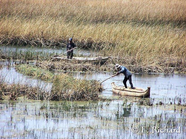 CRÓNICA DE UNA MUERTE ANUNCIADA.III. La maravillosa esponja endémica del Lago Titikaka: Balliviaspongia wirrmanni Boury-Esnault y Volkmer Rivero 1991. CRÓNICA DE UNA MUERTE ANUNCIADA.III. La maravillosa esponja endémica del Lago Titikaka: Balliviaspongia wirrmanni Boury-Esnault y Volkmer Rivero 1991.