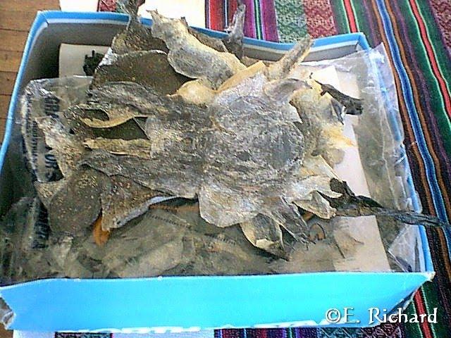 CRÓNICA DE UNA MUERTE ANUNCIADA.IV. El kele, la rana endémica del Lago Titikaka: Telmatobius culeus (Garman 1876) (Amphibia: Telmatobiinae) CRÓNICA DE UNA MUERTE ANUNCIADA.IV. El kele, la rana endémica del Lago Titikaka: Telmatobius culeus (Garman 1876) (Amphibia: Telmatobiinae)
