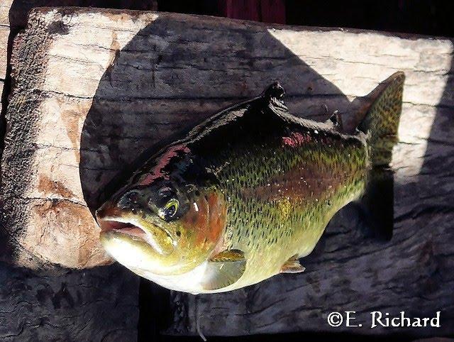 CRÓNICA DE UNA MUERTE ANUNCIADA.IV. El kele, la rana endémica del Lago Titikaka: Telmatobius culeus (Garman 1876) (Amphibia: Telmatobiinae) CRÓNICA DE UNA MUERTE ANUNCIADA.IV. El kele, la rana endémica del Lago Titikaka: Telmatobius culeus (Garman 1876) (Amphibia: Telmatobiinae)
