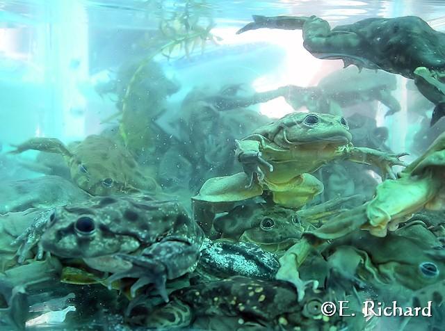 CRÓNICA DE UNA MUERTE ANUNCIADA.IV. El kele, la rana endémica del Lago Titikaka: Telmatobius culeus (Garman 1876) (Amphibia: Telmatobiinae) CRÓNICA DE UNA MUERTE ANUNCIADA.IV. El kele, la rana endémica del Lago Titikaka: Telmatobius culeus (Garman 1876) (Amphibia: Telmatobiinae)