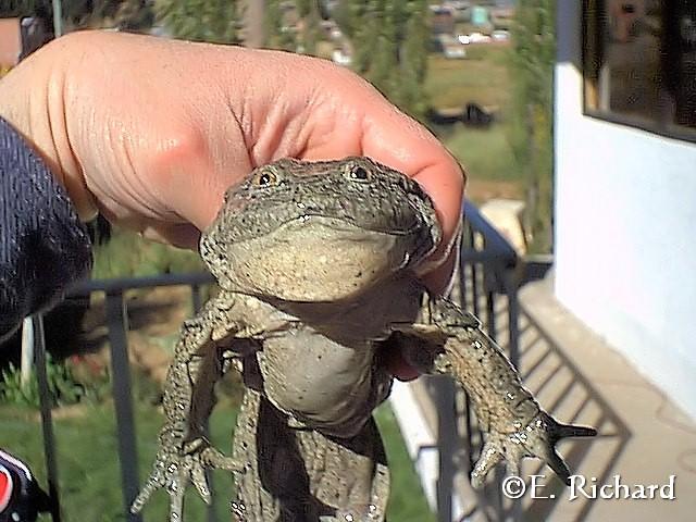 CRÓNICA DE UNA MUERTE ANUNCIADA.IV. El kele, la rana endémica del Lago Titikaka: Telmatobius culeus (Garman 1876) (Amphibia: Telmatobiinae) CRÓNICA DE UNA MUERTE ANUNCIADA.IV. El kele, la rana endémica del Lago Titikaka: Telmatobius culeus (Garman 1876) (Amphibia: Telmatobiinae)