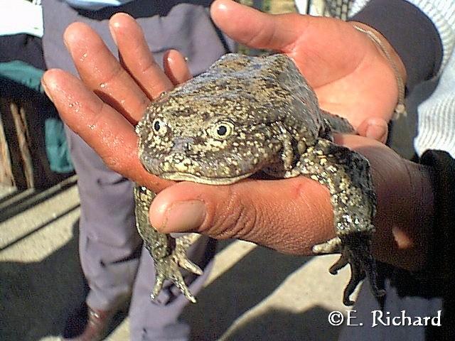 CRÓNICA DE UNA MUERTE ANUNCIADA.IV. El kele, la rana endémica del Lago Titikaka: Telmatobius culeus (Garman 1876) (Amphibia: Telmatobiinae) CRÓNICA DE UNA MUERTE ANUNCIADA.IV. El kele, la rana endémica del Lago Titikaka: Telmatobius culeus (Garman 1876) (Amphibia: Telmatobiinae)