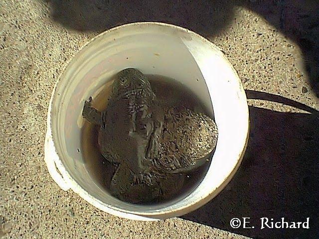 CRÓNICA DE UNA MUERTE ANUNCIADA.IV. El kele, la rana endémica del Lago Titikaka: Telmatobius culeus (Garman 1876) (Amphibia: Telmatobiinae) CRÓNICA DE UNA MUERTE ANUNCIADA.IV. El kele, la rana endémica del Lago Titikaka: Telmatobius culeus (Garman 1876) (Amphibia: Telmatobiinae)