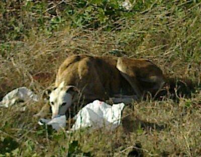 BANAS UN POBRE GALGUITO MALVIVIENDO EN EL CAMPO - BADAJOZ BANAS UN POBRE GALGUITO MALVIVIENDO EN EL CAMPO - BADAJOZ