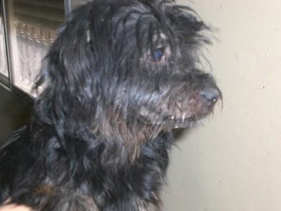 Necesito medicamento para perrita. (Es una buena animalista, hay que ayudarla!!) Necesito medicamento para perrita. (Es una buena animalista, hay que ayudarla!!)