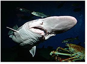 tiburon-duende El tiburón duende vuelve a ser noticia