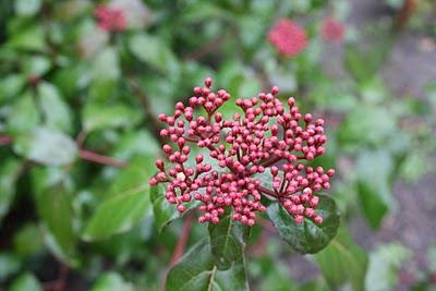 Flores de Invierno