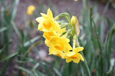 Flores de Invierno