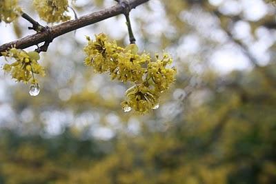 Flores de Invierno